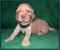 London Raki pups 2 wks old 101