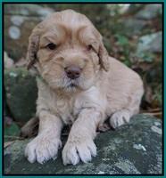 London Raki pups 3 wks old 111