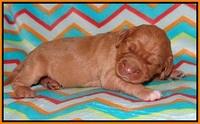 London Raki pups 1 wk old 141