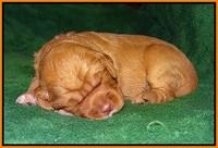 London Raki pups 2 wks old 131