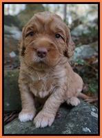 London Raki pups 3 wks old 141