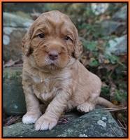 London Raki pups 3 wks old 151