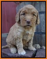 London Raki pups 4 wks old 201