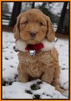 London Raki pups 6 wks old 111