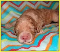 London Raki pups 1 wk old 151