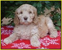 London Raki pups 7 wks old 241