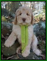 London Raki 8 wks old 7600