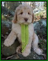 London Raki 8 wks old 8600