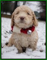 London Raki pups 6 wks old 191