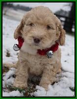 London Raki pups 6 wks old 201
