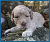 London Raki pups 3 wks old 2285