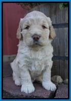 London Raki pups 4 wks old 271