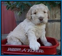 London Raki pups 4 wks old 291