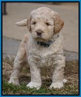 London Raki pups 5 wks old 39100