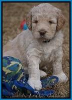 London Raki pups 5 wks old 40100