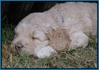 London Raki pups 5 wks old 41100