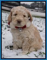 London Raki pups 6 wks old 161