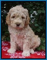 London Raki pups 7 wks old 251