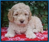 London Raki pups 7 wks old 261