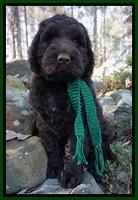 London Raki 8 wks old 1590