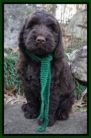 London Raki 8 wks old 5590