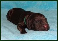 London Raki Newborn individuals 201