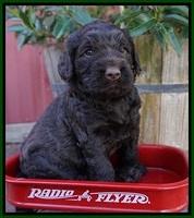 London Raki pups 4 wks old 301
