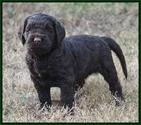 London Raki pups 5 wks old 42100