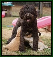 London Raki pups 5 wks old 50100