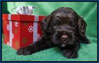 Liza Prime Raki pups 3 wks old 11
