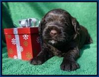 Liza Prime Raki pups 3 wks old 21