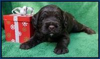 Liza Prime Raki pups 3 wks old 31