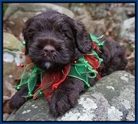 Liza Prime pups 4 wks old 21