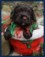 Liza Prime pups 4 wks old 31