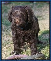 Liza Prime pups 6 wks old 31