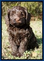 Liza Prime pups 7 wks old 41