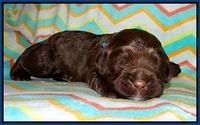Lliza Prime Raki pups 1 wk ols21