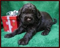 Liza Prime Raki pups 3 wks old 41