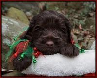 Liza Prime pups 4 wks old 51