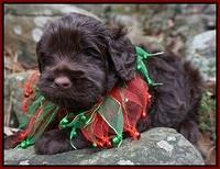 Liza Prime pups 4 wks old 61