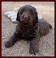 Liza Prime pups 7 wks old 61