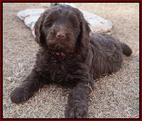 Liza Prime pups 7 wks old 71