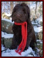 Liza Prime pups 8wks old 1200