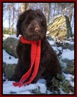 Liza Prime pups 8wks old 2200