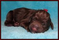 Liza Raki Prime pups Newborn 21