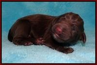 Liza Raki Prime pups Newborn 31