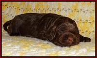 Liza Raki Prime pupss 22 wks old 41