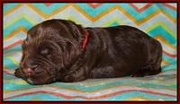 Lliza Prime Raki pups 1 wk ols31