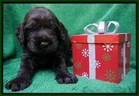 Liza Prime Raki pups 3 wks old 61