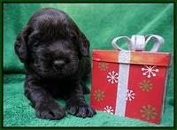 Liza Prime Raki pups 3 wks old 71